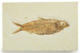 Detailed Fossil Fish (Knightia) - Wyoming #355649-1